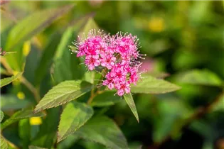  - Spiraea japonica 'Shirobana'