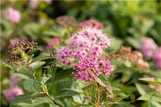  - Spiraea japonica 'Shirobana'