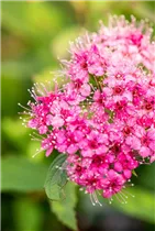  - Spiraea japonica 'Shirobana'