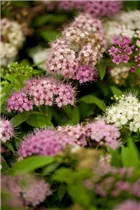  - Spiraea japonica 'Shirobana'