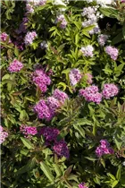  - Spiraea japonica 'Shirobana'