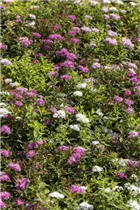  - Spiraea japonica 'Shirobana'