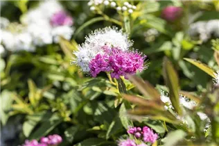  - Spiraea japonica 'Shirobana'