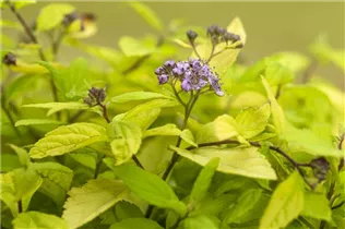  - Spiraea japonica 'Sparkling Champagne'