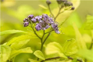  - Spiraea japonica 'Sparkling Champagne'