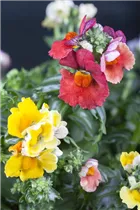  - Sommerblumen-Kombination 'TrioMio™'