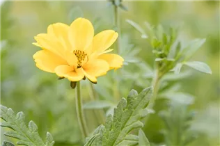  - Sommerblumen-Kombination 'TrioMio™'