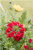  - Sommerblumen-Kombination 'TrioMio™'