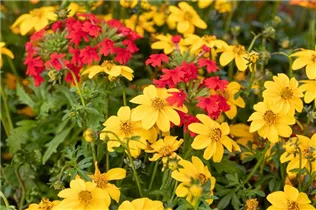  - Sommerblumen-Kombination 'TrioMio™'