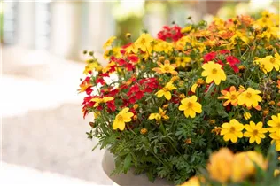  - Sommerblumen-Kombination 'TrioMio™'