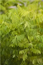  - Sophora japonica 'Flaviramea'