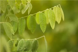  - Sophora japonica 'Flaviramea'