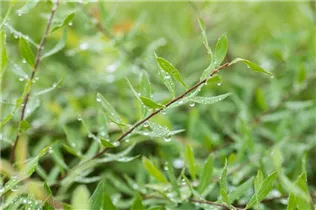 - Spiraea x cinerea 'Grefsheim'  - Spiraea x cinerea 'Grefsheim'