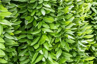  - Sophora japonica 'Pendula'