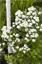  - Spiraea x vanhouttei