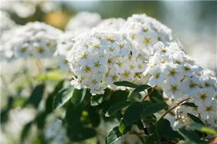  - Spiraea x vanhouttei