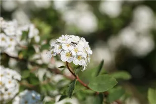  - Spiraea x vanhouttei