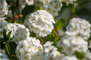 - Spiraea x vanhouttei