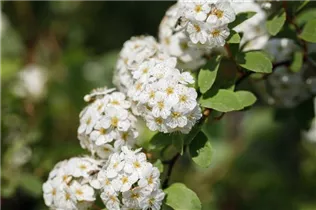  - Spiraea x vanhouttei