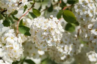  - Spiraea x vanhouttei