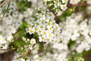  - Spiraea x vanhouttei