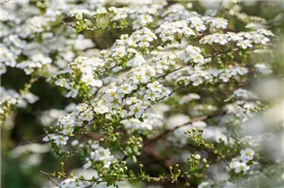  - Spiraea x vanhouttei