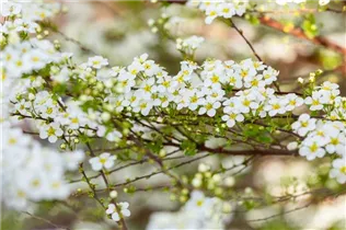  - Spiraea x vanhouttei