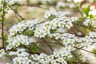  - Spiraea x vanhouttei