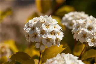  - Spiraea x vanhouttei 'Gold Fountain'