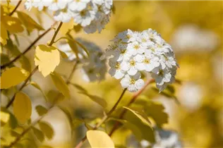  - Spiraea x vanhouttei 'Gold Fountain'
