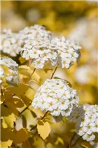  - Spiraea x vanhouttei 'Gold Fountain'
