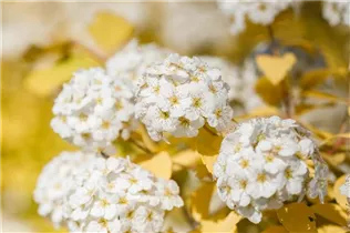  - Spiraea x vanhouttei 'Gold Fountain'