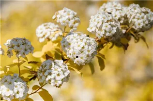  - Spiraea x vanhouttei 'Gold Fountain'