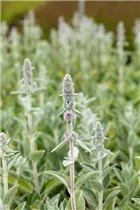  - Stachys byzantina 'Big Ears'