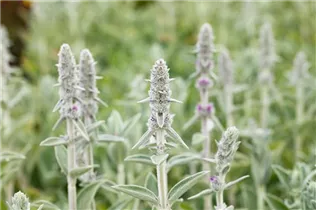  - Stachys byzantina 'Big Ears'