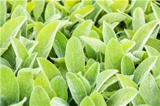  - Stachys byzantina 'Big Ears'