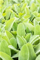  - Stachys byzantina 'Big Ears'