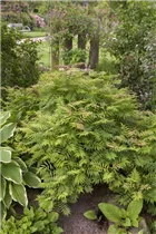 - Sorbaria sorbifolia 'Sem'(s)  - Sorbaria sorbifolia 'Sem'(s)