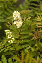 - Sorbaria sorbifolia 'Sem'(s)  - Sorbaria sorbifolia 'Sem'(s)