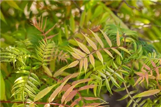 - Sorbaria sorbifolia 'Sem'(s)  - Sorbaria sorbifolia 'Sem'(s)