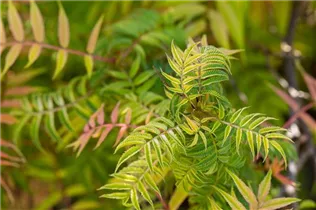 - Sorbaria sorbifolia 'Sem'(s)  - Sorbaria sorbifolia 'Sem'(s)