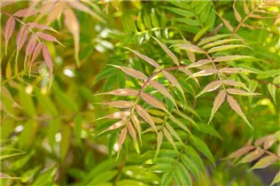 - Sorbaria sorbifolia 'Sem'(s)  - Sorbaria sorbifolia 'Sem'(s)