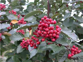  - Sorbus aria