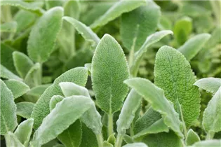 - Stachys byzantina 'Silver Carpet'  - Stachys byzantina 'Silver Carpet'
