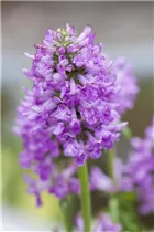 - Stachys monnieri 'Hummelo'  - Stachys monnieri 'Hummelo'