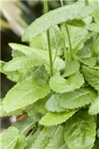 - Stachys monnieri 'Hummelo'  - Stachys monnieri 'Hummelo'