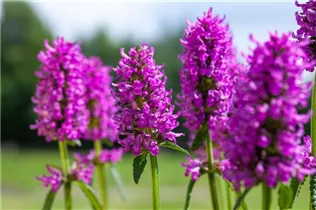 - Stachys monnieri 'Hummelo'  - Stachys monnieri 'Hummelo'