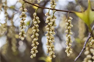  - Stachyurus praecox