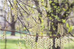  - Stachyurus praecox
