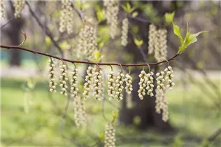  - Stachyurus praecox